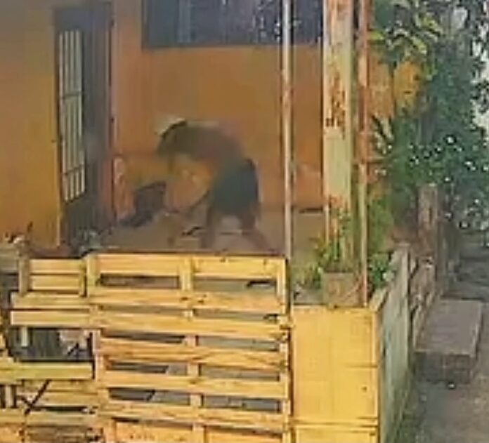 Reprodução/g1